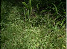 Image result for Digitaria angolensis