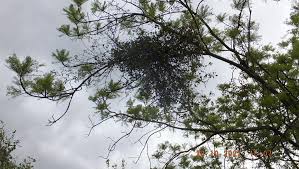 Image result for Viscum subserratum