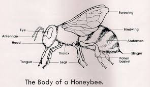 Black And White Insect With Stinger Honey Bee Anatomy Poster Google Search Bee Diagram Insect Activities Activity Sheets For Kids