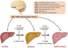 At the same time, these nerves deliver messages to the brain that bring information about the angles and position of joints, the length and tension of muscles, or even the speed of movements so that through the interaction of the nervous system with the muscles of the lower extremities, balance may be maintained. Frontiers Hepatic Autonomic Nervous System And Neurotrophic Factors Regulate The Pathogenesis And Progression Of Non Alcoholic Fatty Liver Disease Medicine