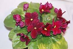 Image result for Saintpauliopsis