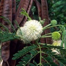 Image result for Leucas deflexa