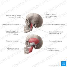 Temporal Muscle Muscle Anatomy Muscle Human Anatomy
