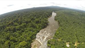 Image result for Syzygium rowlandii