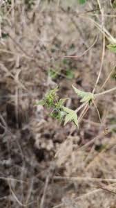 Image result for Cucumis aetheocarpus