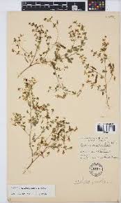 Image result for Dichilus