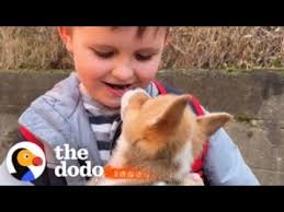 Adorable Welsh Corgi Puppies