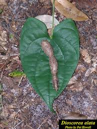 Image result for Dioscorea minutiflora