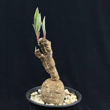 Image result for Euphorbia eranthes