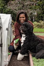 Obama's dog, sunny, goes out for a walk on the north lawn of the white house on january 22, 2016. 350 America S A First Dog Bo Obama Ideas Bo Obama Obama Obama Family