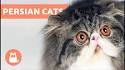 Persian cat - Wikipedia