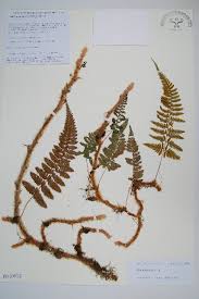 Image result for Pseudocyclosorus