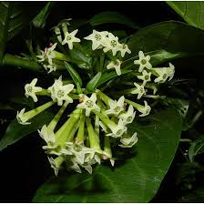 We did not find results for: Top 25 Most Beautiful Jasmine Flowers