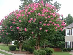 These are from the crepe myrtle trees, a plant that seems to enjoy the summer heat. Watch What S Wrong With My Crepe Myrtle 4 Common Problems Southern Living