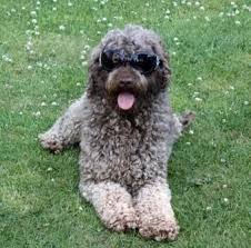 Our puppies have made there homes all over the uk and worldwide. Australian Labradoodles Australian Labradoodle Puppies Australian Labradoodle Breeders Labradoo Labradoodle Puppy Labradoodle Australian Labradoodle Puppies