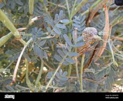 Image result for Sesbania pachycarpa