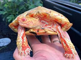 Albino Rhinoclemmys Pulcherrima Also Known As The Painted Wood Turtle Albino Wood Turtles Are One Of The Rarest Turtle Morp Wood Turtle Albino Animals Albino