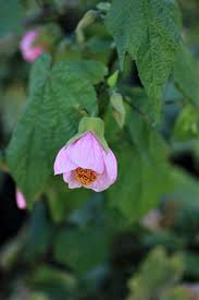 Image result for Abutilon lauraster