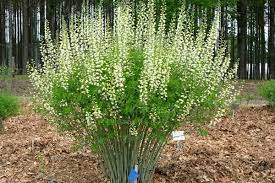 Baptisia Lightning Rods In 2021 Plants Lightning Rod Cottage Garden Plants