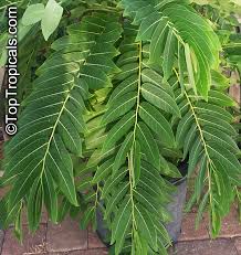 Image result for Phyllanthus mendesii