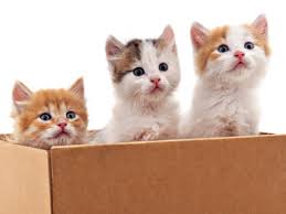 How much are kittens first shots? Welcoming Kittens At Home Here S A Guide Times Of India