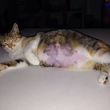 Eine katze kann zwei bis dreimal im jahr schwanger werden. Katze Luna Ist Trachtig Tag 62 63 Geburt Kitten Trachtigkeit