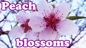 When do fruit trees bloom. Peach Blossom Dwarf Fruit Trees Blossoms Early Spring Flowers Honeybee Honey Bee Bees Jazevox Youtube