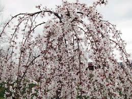 White is a classic symbol of perfection which means you should definitely plant some of these flowers in your backyard! Spring Flowering Trees Pretty In Pink And White Spring Flowering Trees Flowering Trees Trees And Shrubs