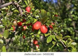Image result for Ximenia afra