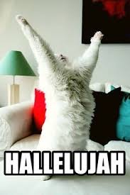 Meme Super Excited Google Search Cats Cute Cats Cute Animals 'the main function of the internet is to facilitate masturbation' | huffpost uk. cute cats