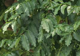 Image result for Khaya