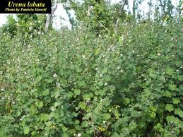 Image result for Urena lobata