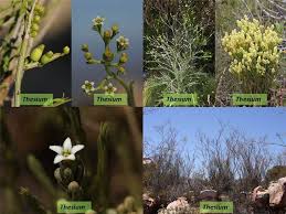 Image result for Santalaceae