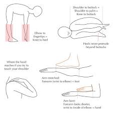 These are shared similarities from person to person, body to body, because we're all human. Human Anatomy Fundamentals Basic Body Proportions