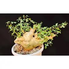 Image result for Commiphora pteleifolia