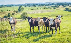 12 tips for handling cattle easily. Can Cows Eat Apples What About Fermented Apples Outdoor Happens Homestead