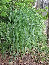 kropaar dactylis glomerata gras planten ecologie