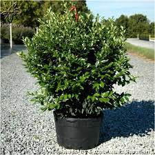 Ligustrum Japonicum Recurvifolium Recurvifolium Japanese Ligustrum 15 Wholesale Nursery Grower Shrubs Plants Evergreen Shrubs