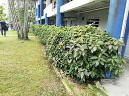 Image result for Sanchezia speciosa