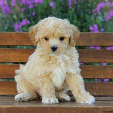 The malta poodle fondly called a maltipoo has been seen as an overindulged dog for quite a number of years. Maltipoo Puppies For Sale Midwest