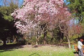 Magnolia Tree Victoria Bc Magnolia Trees Tree Magnolia