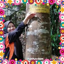 Kamaruzaman jusoff&iwan setiawan table3 attribute information about hopea odorata (merawan) tree no. Anak Pokok Merawan Siput Jantan Shopee Malaysia