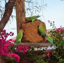 Backyard Birds Of Southern Arizona Rosy Faced Lovebird Wikipedia The Free Encyclopedia Garden Bird Feeders Bird Garden Love Birds
