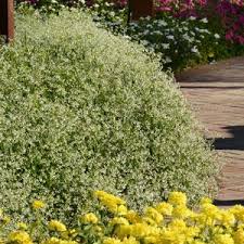 Image result for Euphorbia graminea