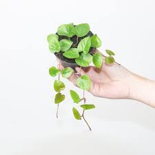 Image result for Geophila repens