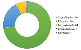 Image result for Abutilon englerianum