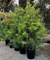 Image result for Podocarpus