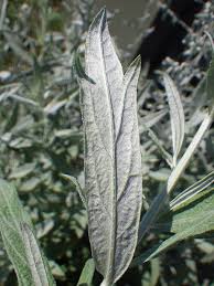 Dusty miller, native wormwood, white sage, louisiana sagewort 'silver king' artemisia ludoviciana is native to texas and other states. Artemisia Ludoviciana Western Mugwort White Sage White Sagebrush North Carolina Extension Gardener Plant Toolbox