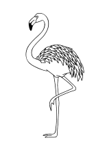 Malvorlagen Vogel Vogel Raubvogel Ente Gans Schwan Ausmalbilder