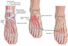 At the medial border of the latter tendon these two layers join together, forming a compartment in which the tendons are enclosed. Inferior Extensor Retinaculum Of Foot 6 Tys Izobrazhenij Najdeno V Yandeks Kartinkah